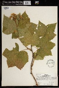Rubus parviflorus image