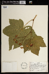 Rubus parviflorus image