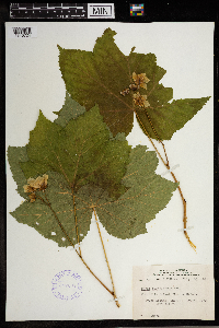 Rubus parviflorus image