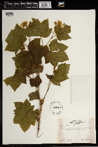 Rubus parviflorus image
