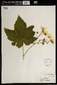 Rubus parviflorus image
