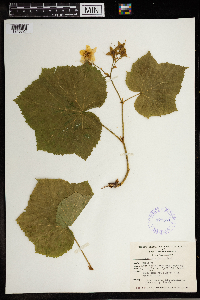Rubus parviflorus image