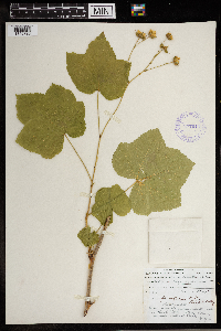 Rubus parviflorus image