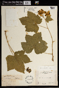 Rubus parviflorus image