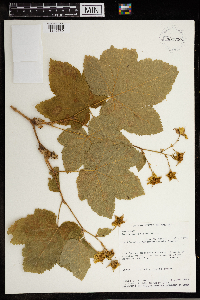 Rubus parviflorus image