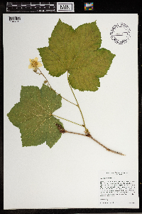 Rubus parviflorus image