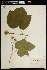 Rubus parviflorus image