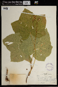 Rubus parviflorus image