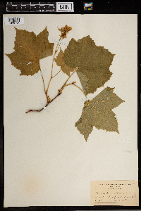 Rubus parviflorus image