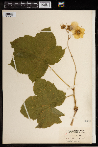 Rubus parviflorus image