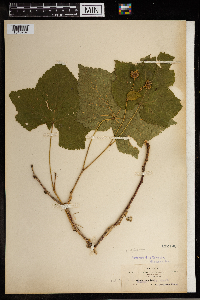 Rubus parviflorus image