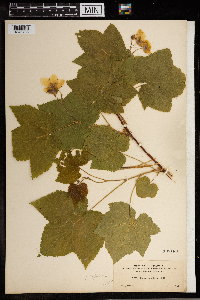 Rubus parviflorus image
