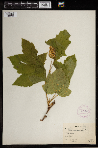 Rubus parviflorus image