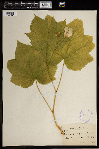 Rubus parviflorus image