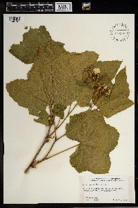 Rubus parviflorus image