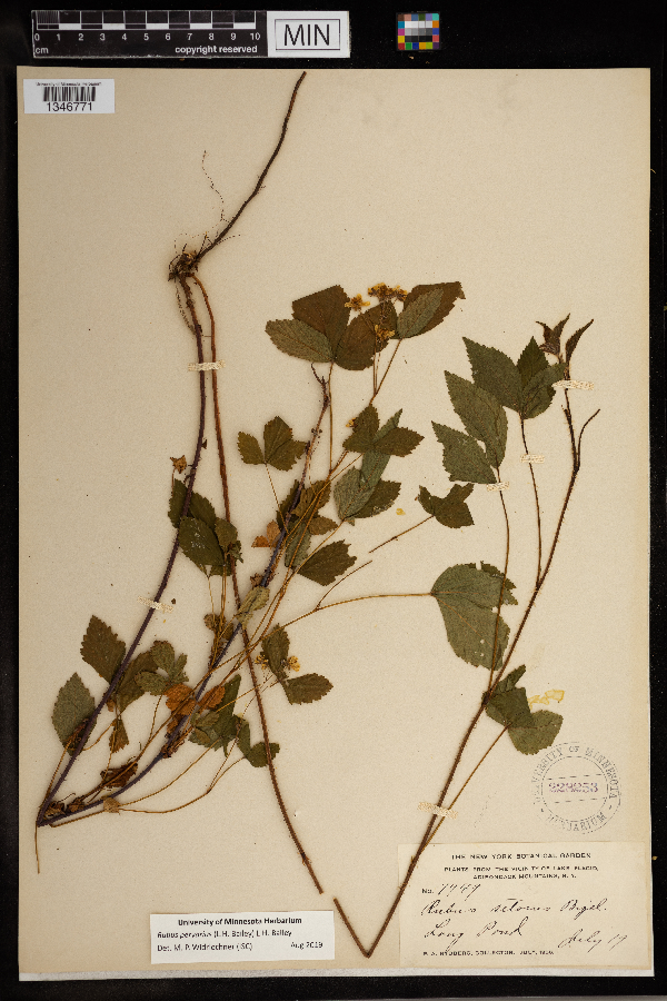 Rubus pervarius image