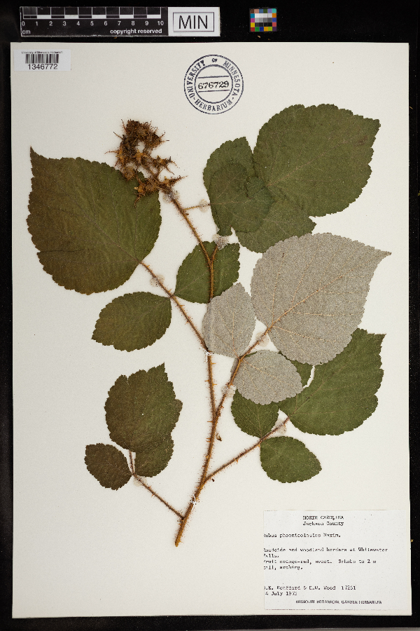 Rubus phoenicolasius image