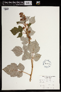Rubus phoenicolasius image