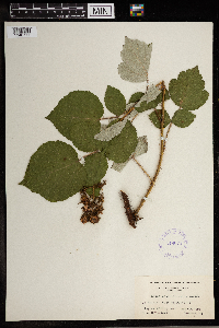 Rubus phoenicolasius image