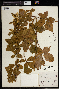 Rubus heterophyllus image