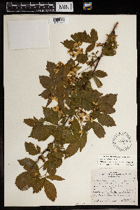 Rubus heterophyllus image