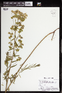 Euphorbia virgata image