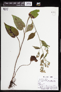 Symphyotrichum ciliolatum image