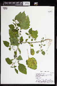 Solanum americanum image