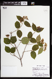 Viburnum rafinesquianum image