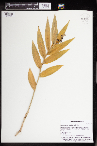 Maianthemum stellatum image