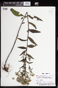 Symphyotrichum puniceum image