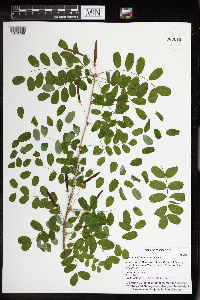 Caragana arborescens image