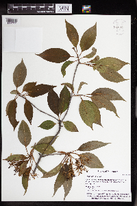 Viburnum lentago image
