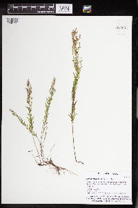 Lechea intermedia image