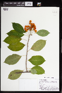Celastrus scandens image