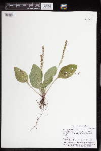Plantago rugelii image
