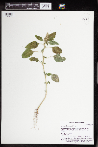 Amaranthus powellii image