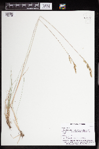 Festuca rubra image