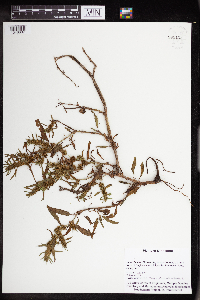 Rumex fueginus image