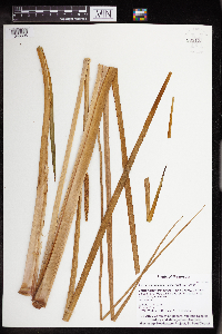 Acorus americanus image