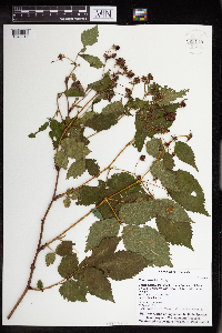 Rubus rosa image