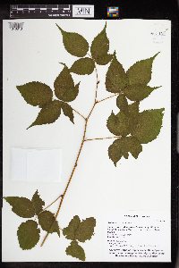 Rubus rosa image