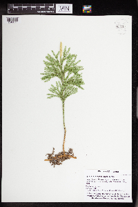Dendrolycopodium hickeyi image