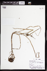 Sparganium emersum image