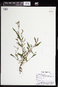 Persicaria maculosa image