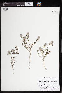 Trifolium arvense image