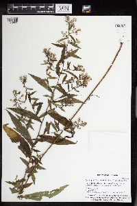 Symphyotrichum lateriflorum image