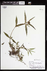 Bidens cernua image
