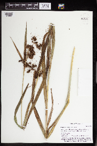 Scirpus atrovirens image
