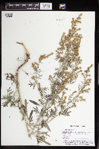 Artemisia absinthium image